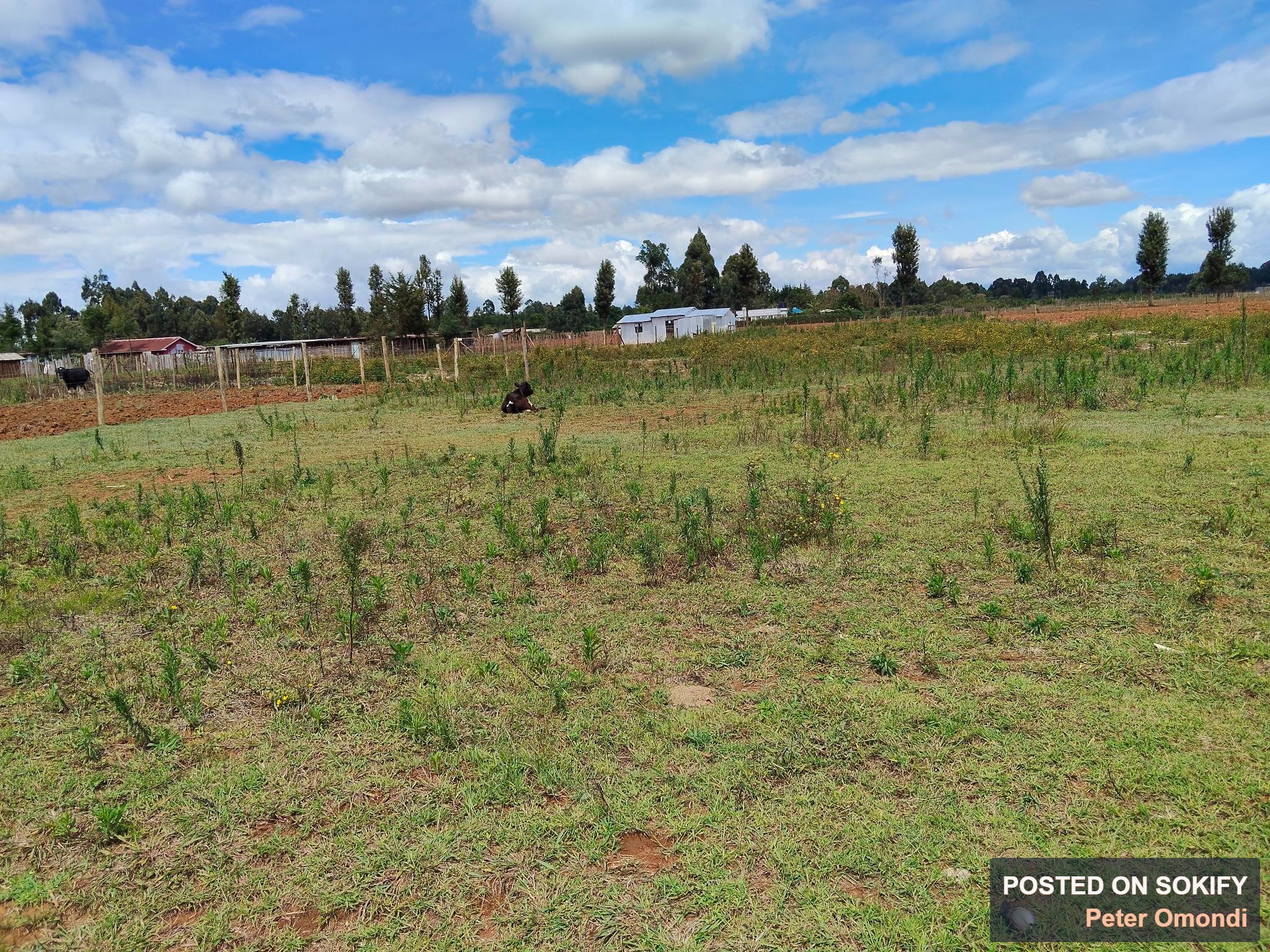 1/4 Acre Plot for Sale - Ruiru